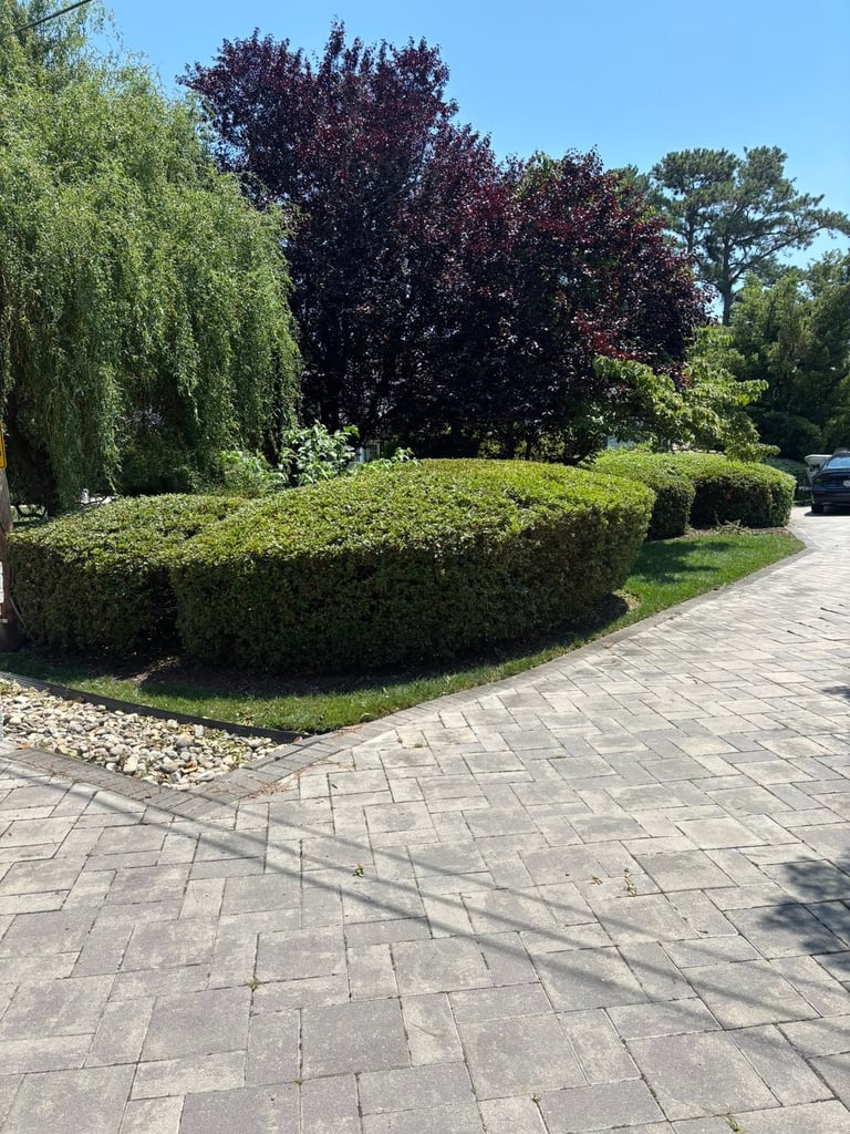 Manicured garden with curved green hedges, dark purple tree, and brick paved driveway under blue sky